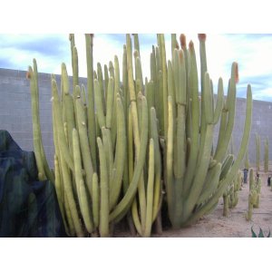 Kaktus Guentherov (Espostoa guentheri) - výška 150-170 cm, kont. C40L - STARÝ A VZÁCNY EXEMPLÁR